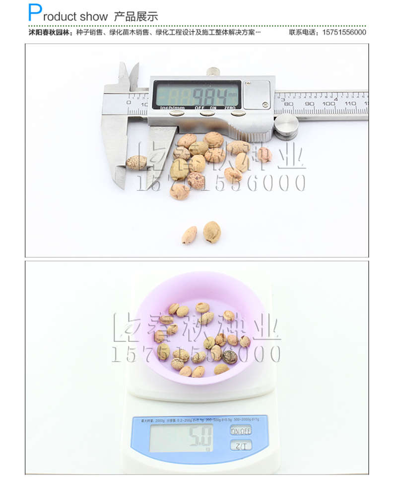 櫻花種子銷售參考價格