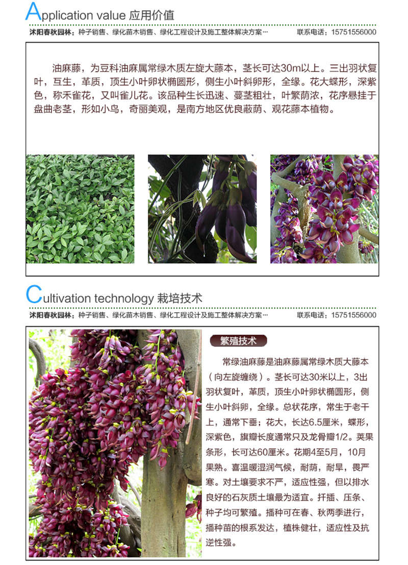 油麻藤種子應(yīng)用價值及種植技術(shù)