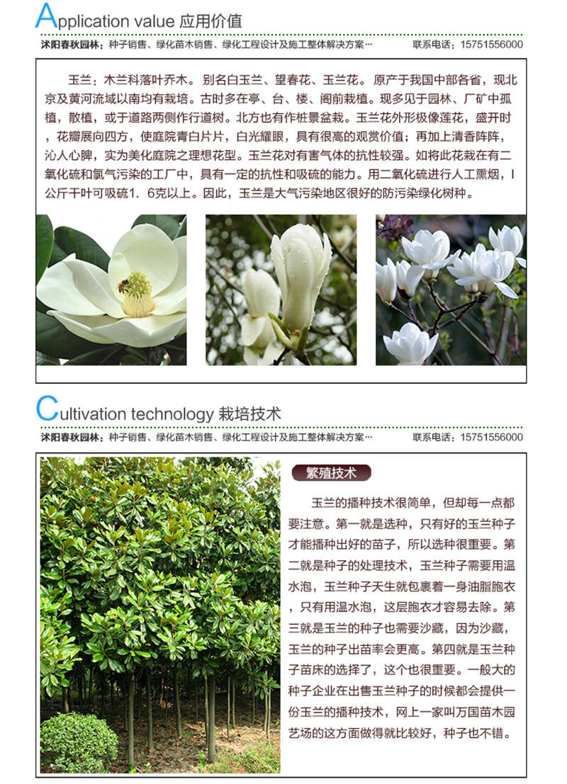 玉蘭(凈籽)種子應(yīng)用價值及種植技術(shù)