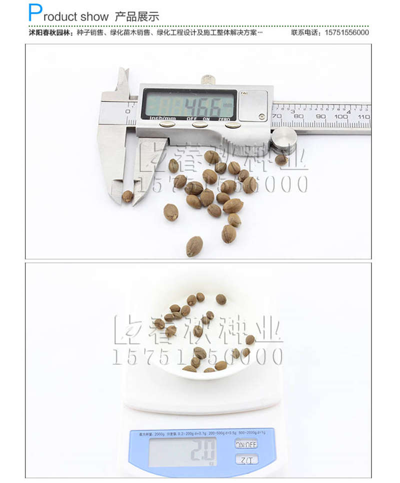 玉玲花種子銷售參考價(jià)格