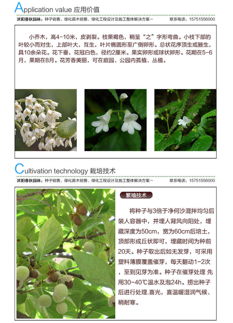 玉玲花種子應(yīng)用價(jià)值及種植技術(shù)