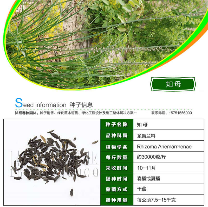 知母種子基本信息