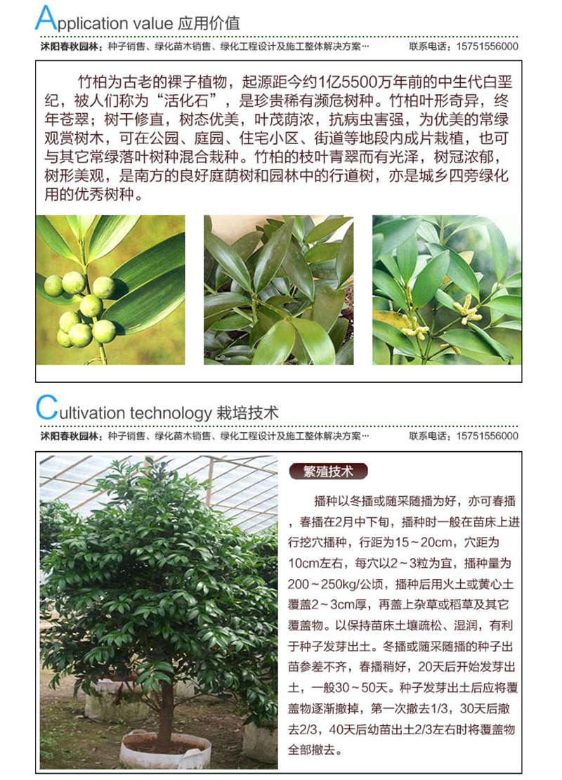 竹柏種子應(yīng)用價(jià)值及種植技術(shù)