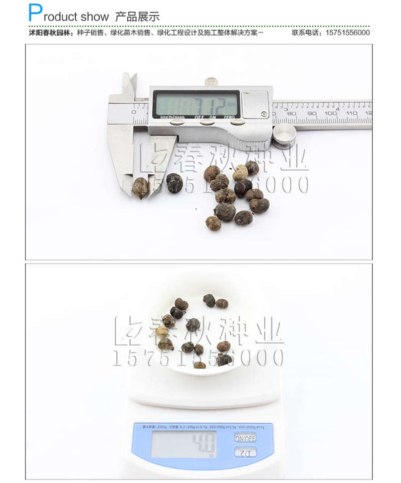 棕櫚種子銷售參考價格