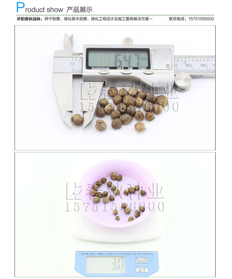 棕竹種子銷售參考價格