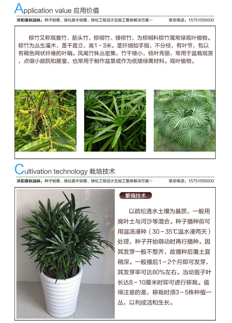 棕竹種子應(yīng)用價值及種植技術(shù)