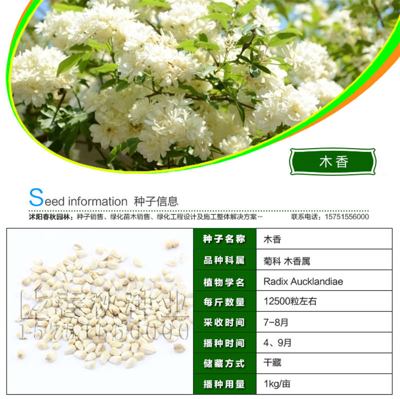 木香種子基本信息