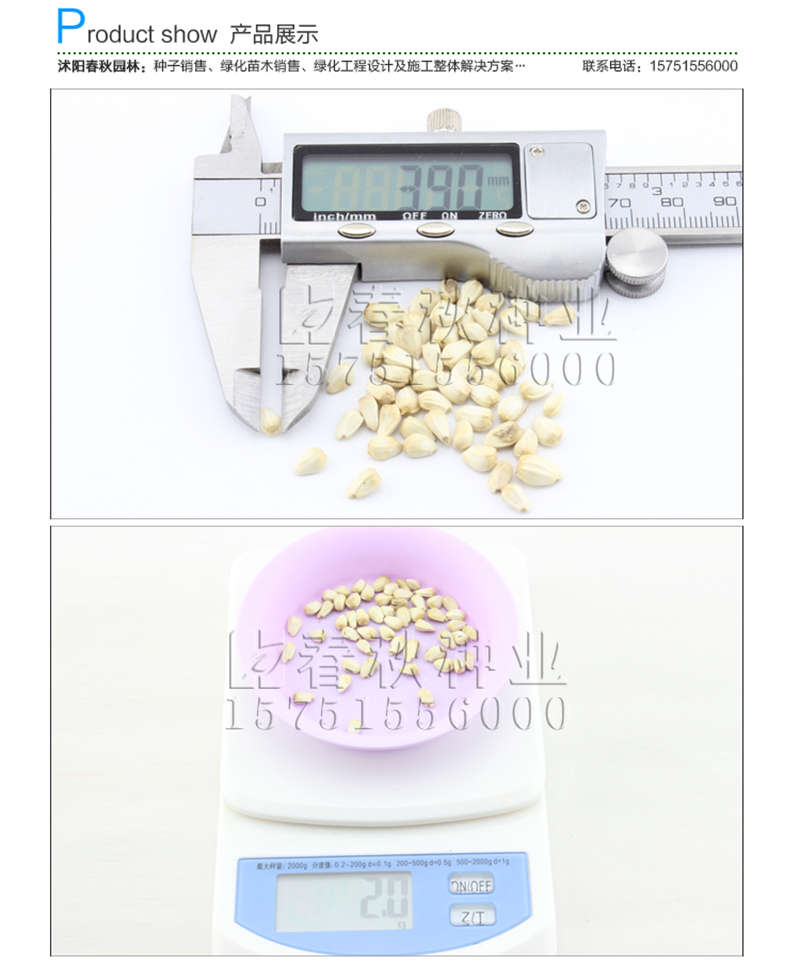 木香種子銷售參考價(jià)格