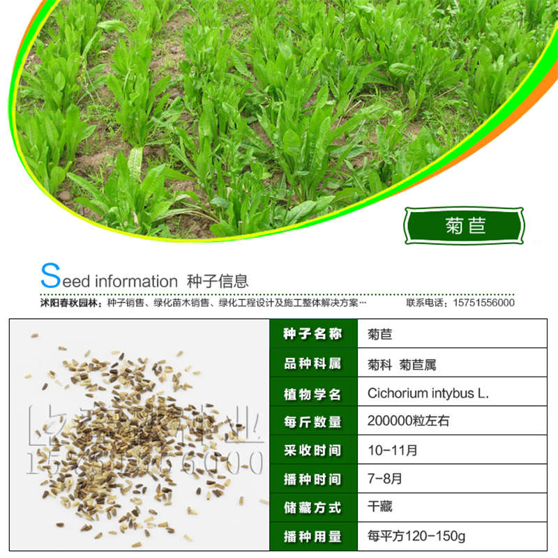 菊苣種子基本信息