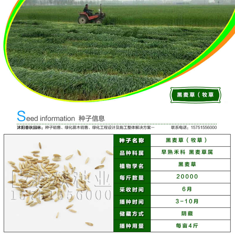 黑麥草(牧草)種子基本信息