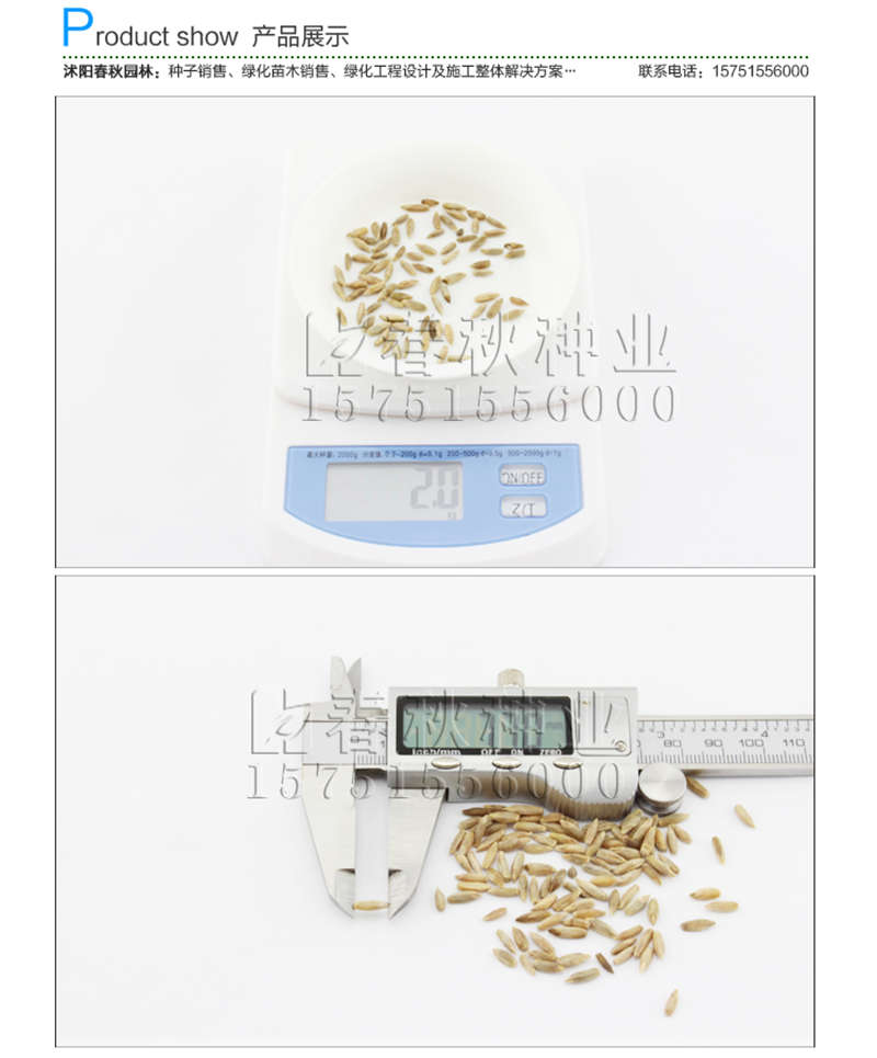 黑麥草(牧草)種子銷售參考價(jià)格