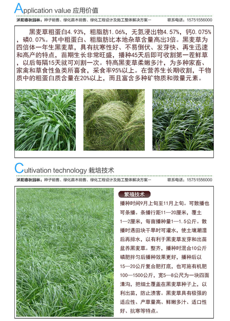 黑麥草(牧草)種子應(yīng)用價(jià)值及種植技術(shù)