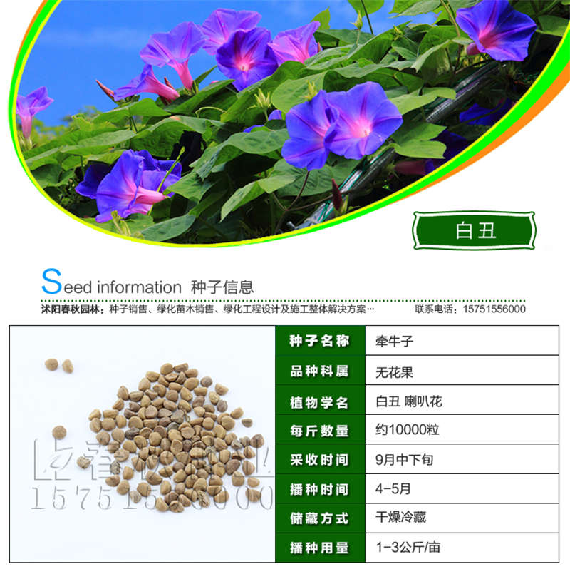 白丑種子基本信息