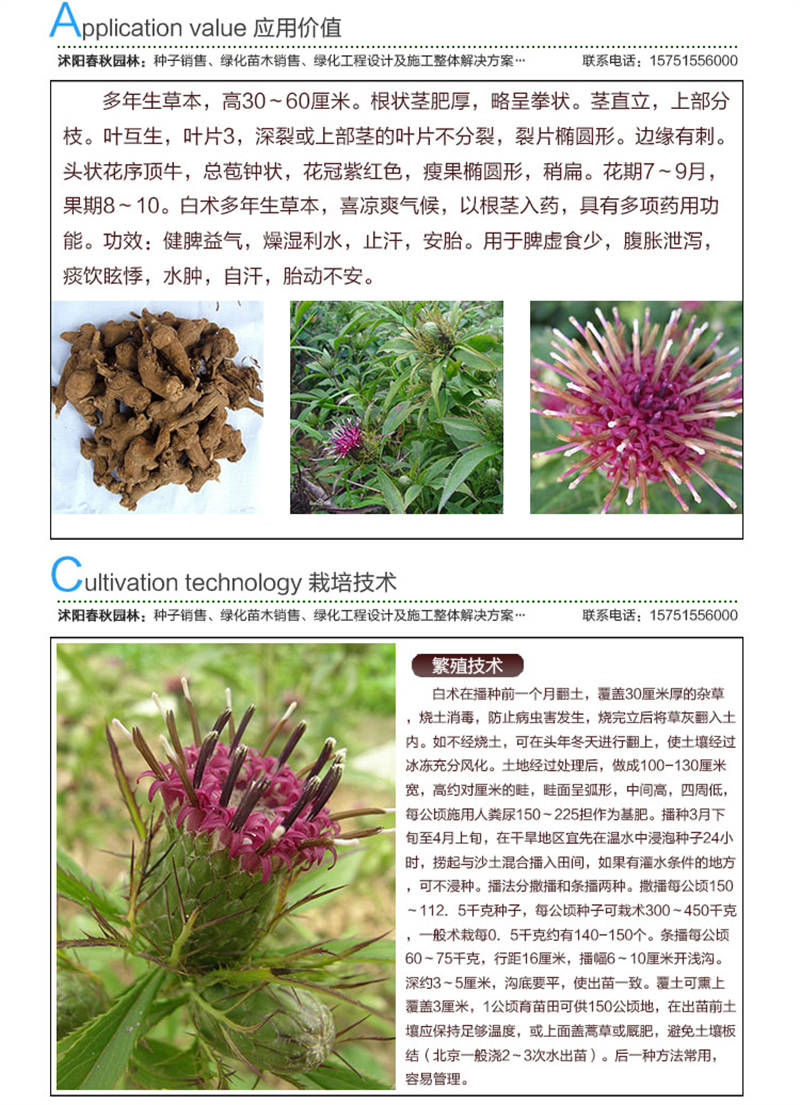 白術(shù)種子應(yīng)用價值及種植技術(shù)