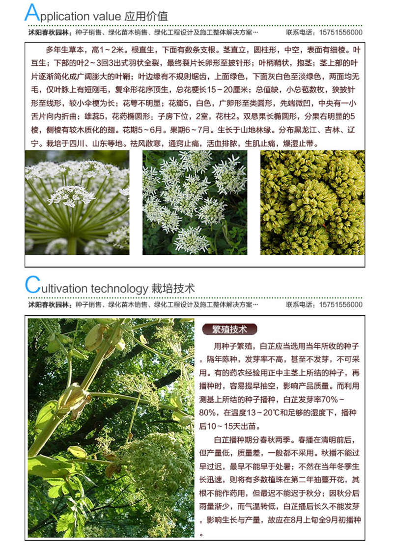 白芷種子應(yīng)用價值及種植技術(shù)