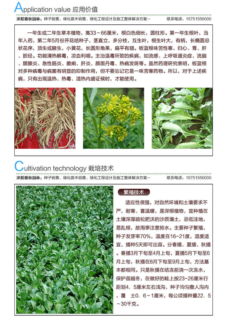 板藍根種子應用價值及種植技術