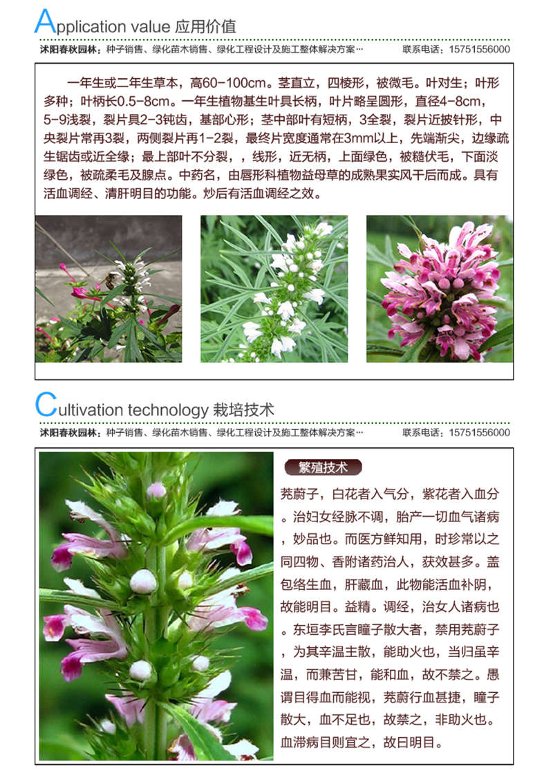 茺蔚子種子應(yīng)用價(jià)值及種植技術(shù)