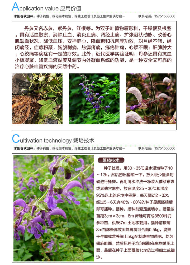 丹參種子應(yīng)用價值及種植技術(shù)