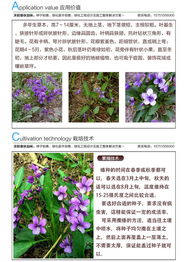 地丁種子應(yīng)用價值及種植技術(shù)