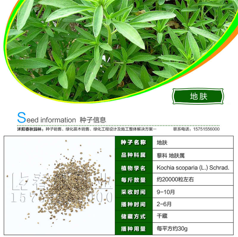地膚種子基本信息