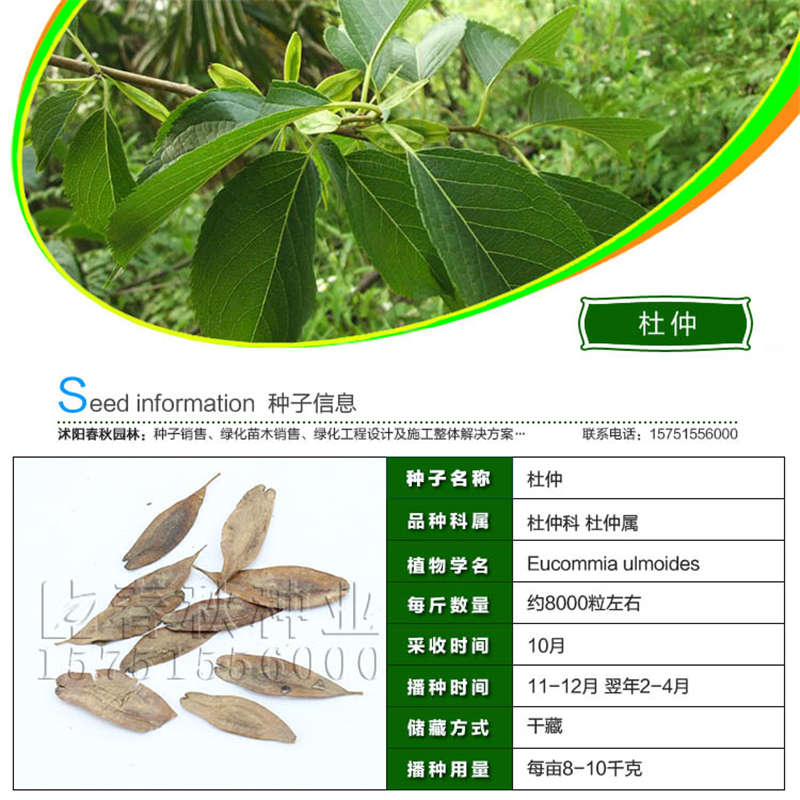 杜仲種子基本信息