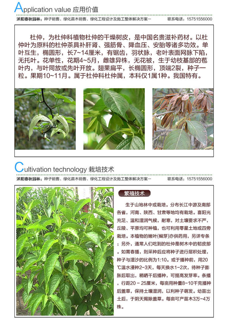 杜仲種子應(yīng)用價值及種植技術(shù)