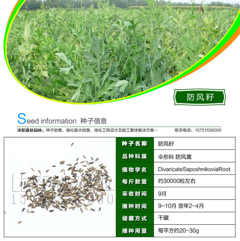 防風(fēng)籽種子基本信息