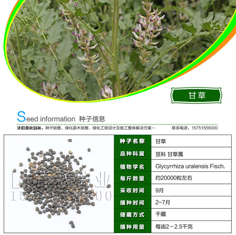 甘草種子基本信息