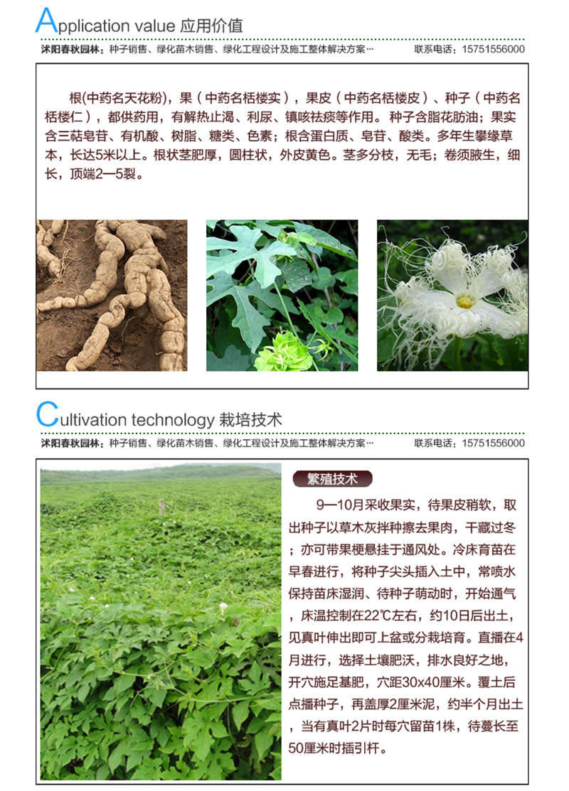 瓜蔞種子應用價值及種植技術(shù)