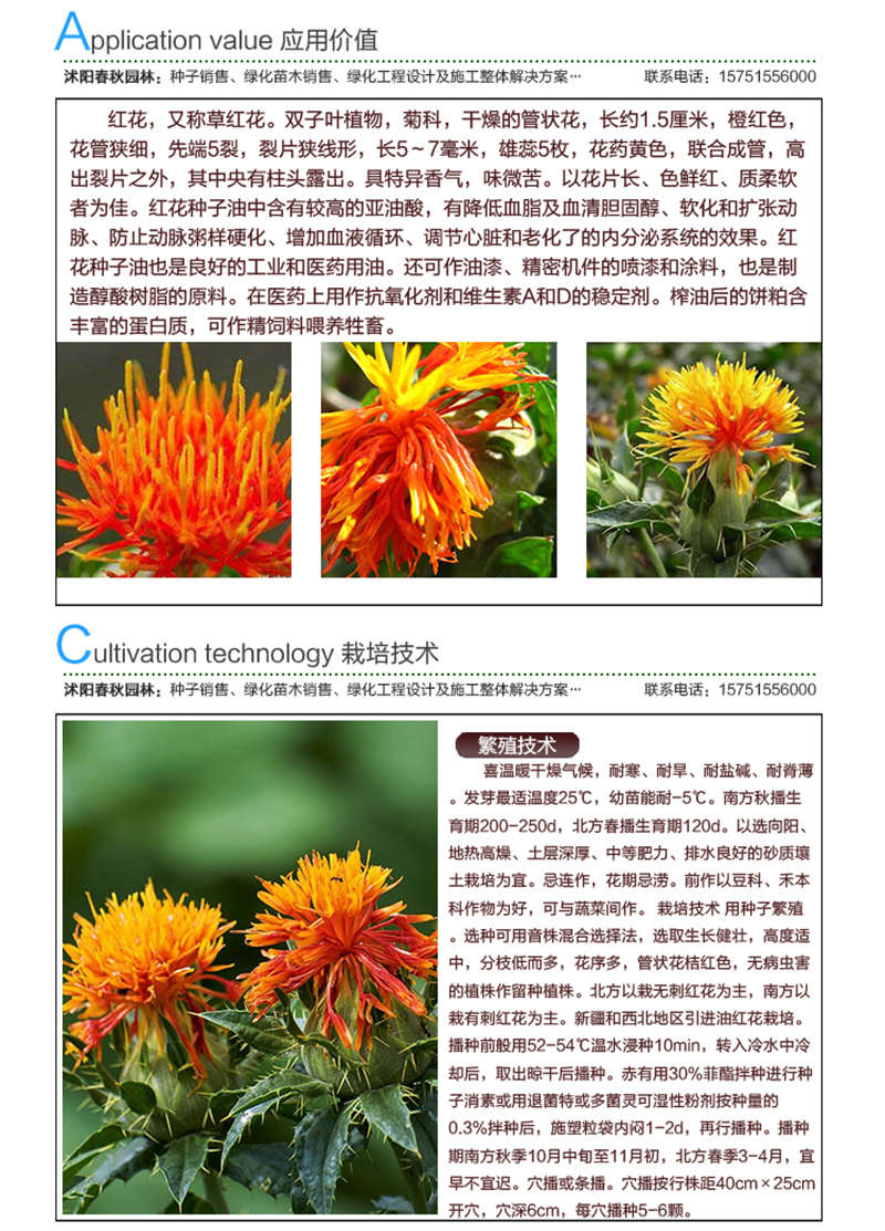 紅花種子應(yīng)用價(jià)值及種植技術(shù)