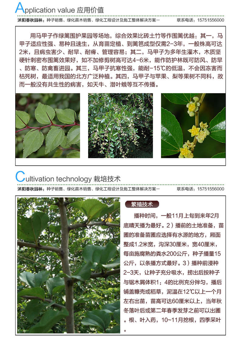 馬甲子種子應(yīng)用價值及種植技術(shù)