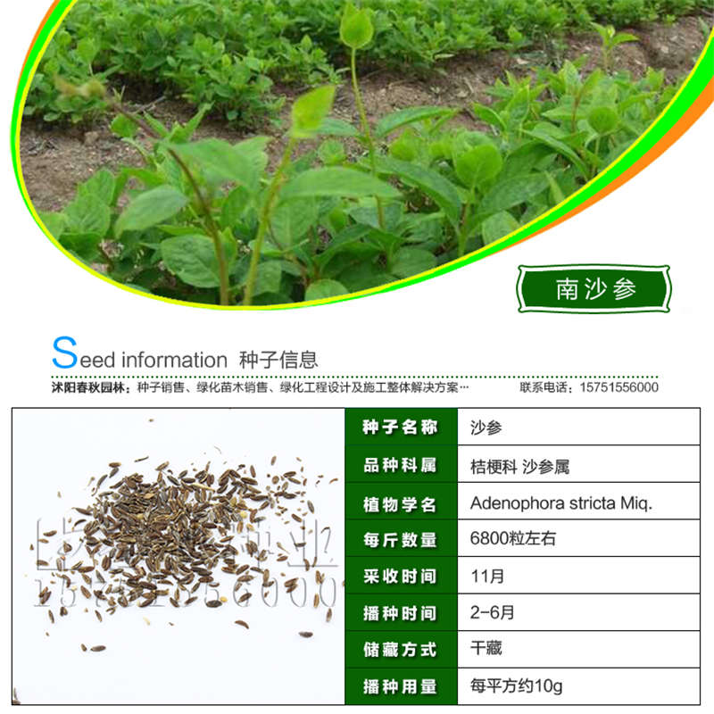 南沙參種子基本信息