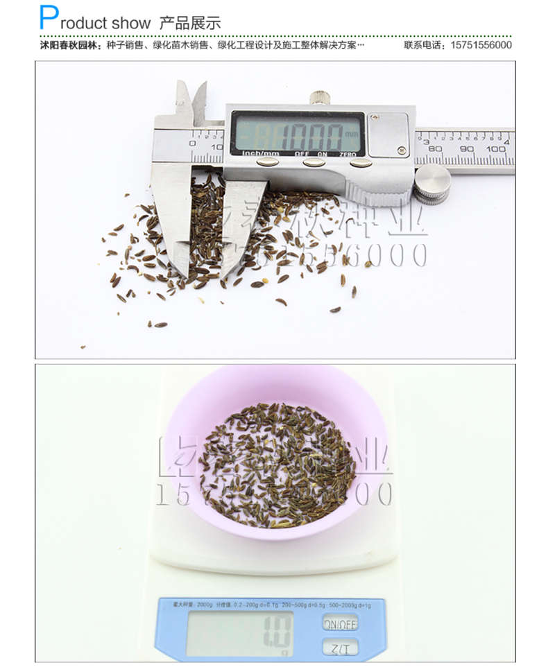 南沙參種子銷售參考價格