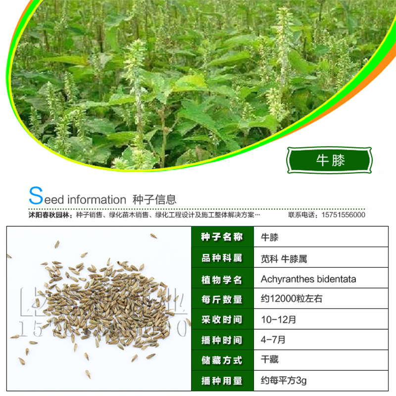 牛膝種子基本信息