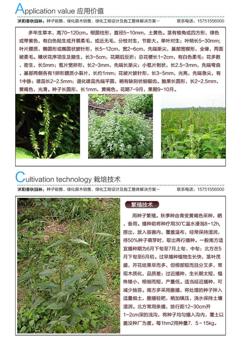 牛膝種子應(yīng)用價值及種植技術(shù)