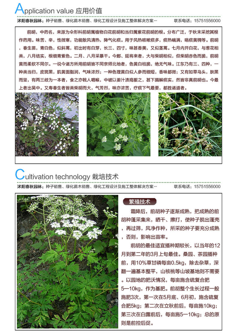 前胡種子應(yīng)用價值及種植技術(shù)