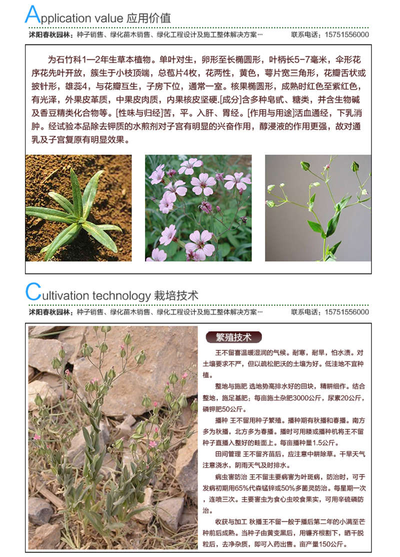 王不留種子應用價值及種植技術(shù)