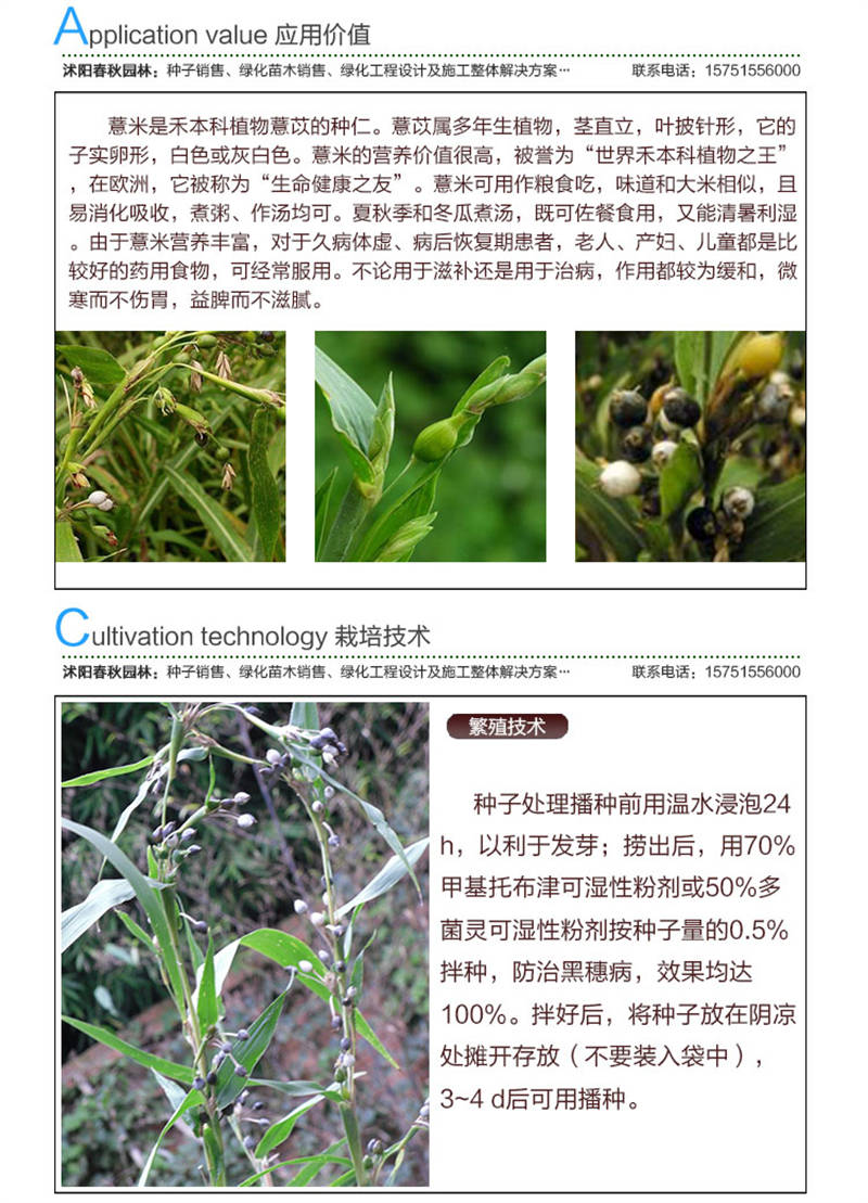 薏米種子應(yīng)用價值及種植技術(shù)