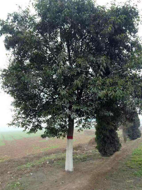 大葉女貞形態(tài)特征