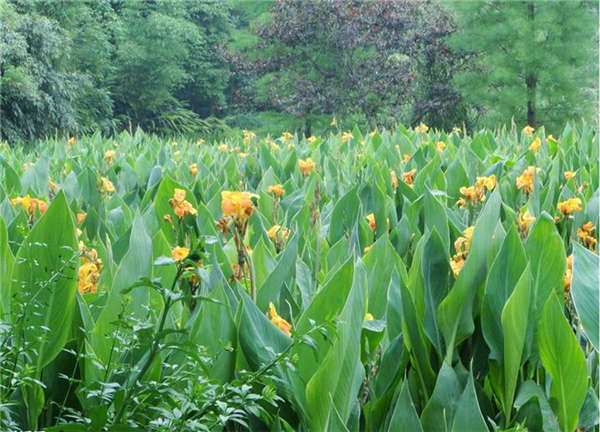 美人蕉形態(tài)特征