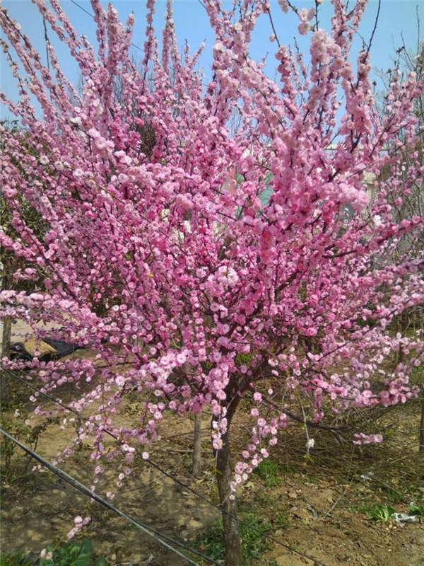 梅花形態(tài)特征