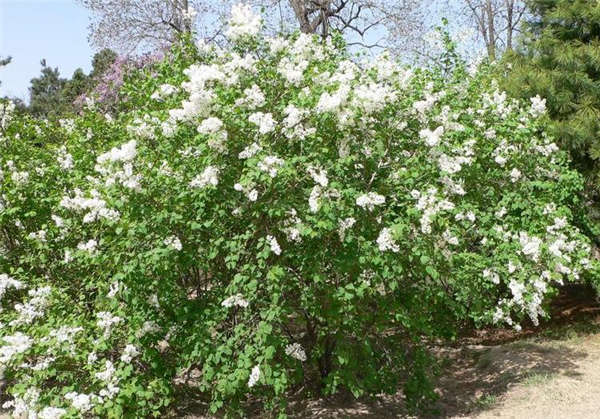 丁香花形態(tài)特征