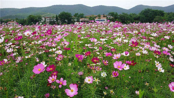 波斯菊基本信息