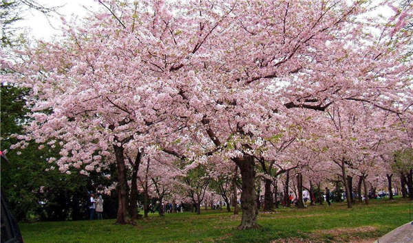 櫻花基本信息