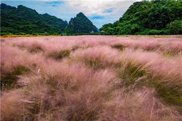 粉黛亂子草