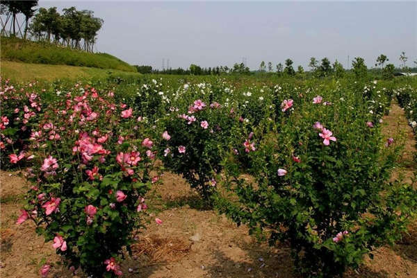 木槿花形態(tài)特征