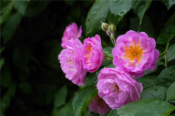 薔薇花基本信息