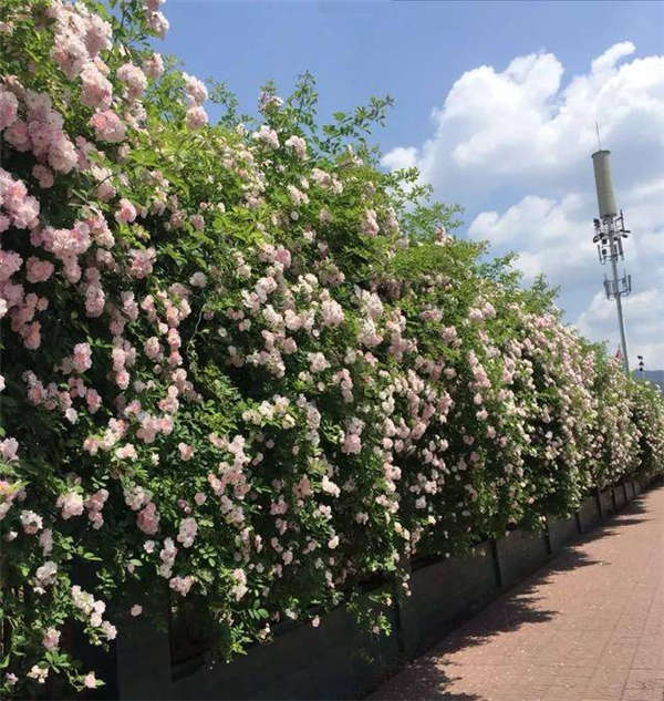 薔薇花形態(tài)特征