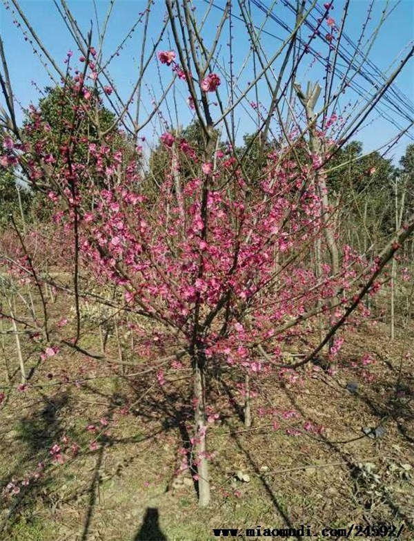 紅梅形態(tài)特征