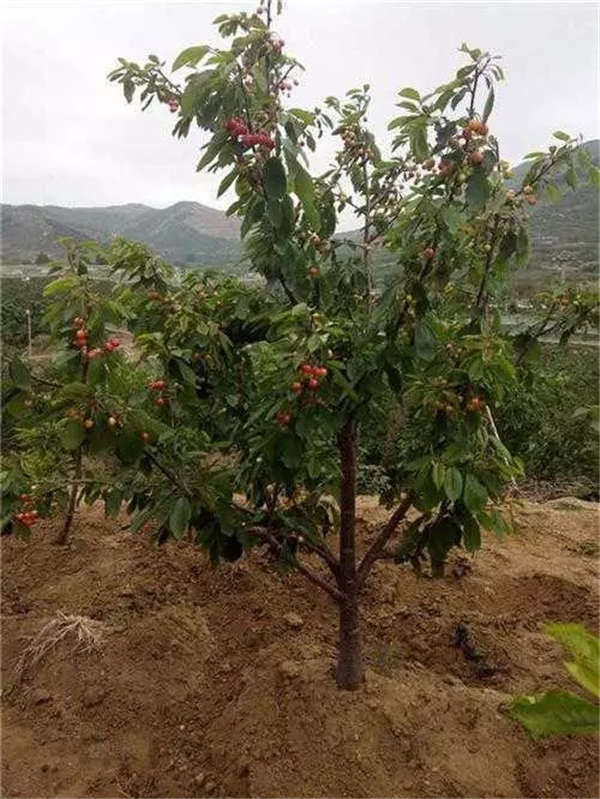 櫻桃樹形態(tài)特征